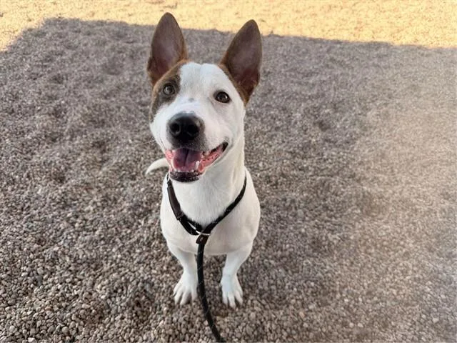 A young large-sized male Parson Russell Terrier dog named Spyro for adoption in Mesa, AZ