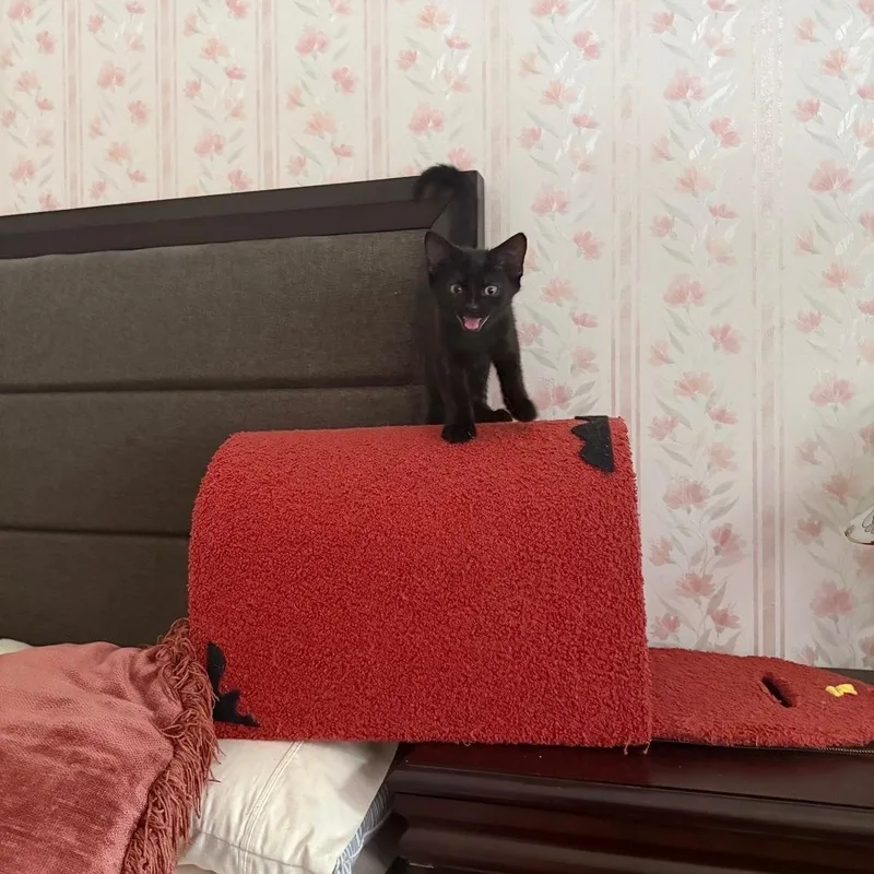 A baby medium-sized male Domestic Short Hair cat named Gustave for adoption in Melrose, MA