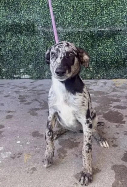 A baby medium-sized female Australian Cattle Dog / Blue Heeler dog named 61800972 for adoption in El Paso, TX