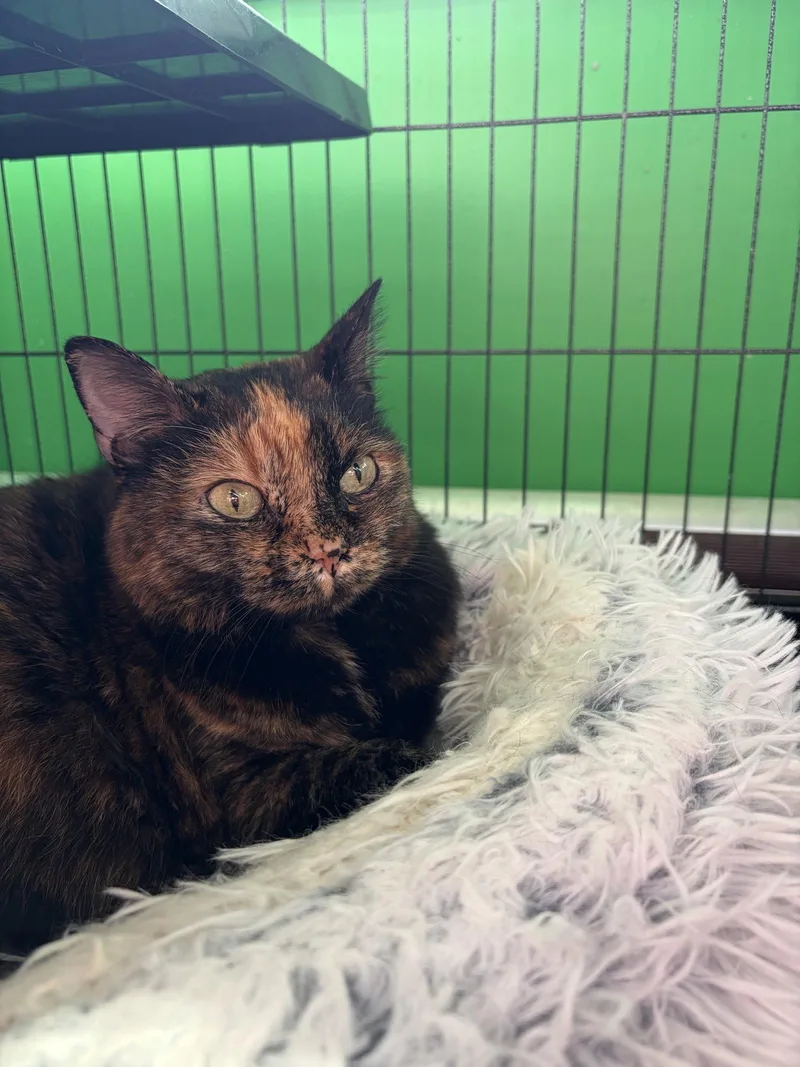 An adult medium-sized female Domestic Short Hair cat named Dusti for adoption in Herndon, VA