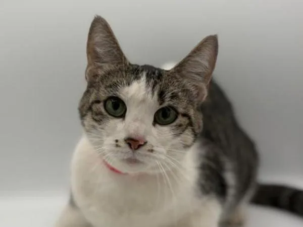 An adult medium-sized female Domestic Short Hair cat named Springy for adoption in Portland, OR