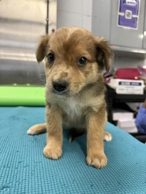 A baby small-sized female German Shepherd Dog dog named Kiara for adoption in Houston, TX