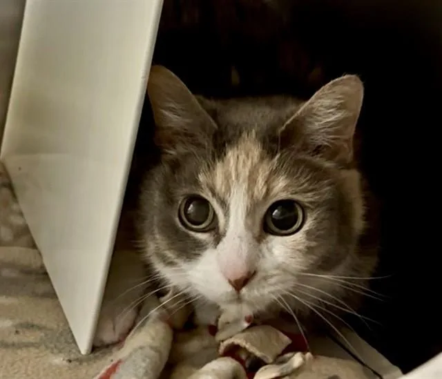 An adult small-sized female Domestic Short Hair cat named Pastel for adoption in Olathe, KS