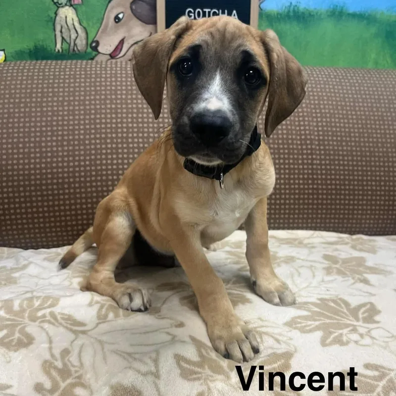 A baby medium-sized male Yellow / Tan / Blond / Fawn Labrador Retriever dog named Vincent for adoption in Blairstown, NJ