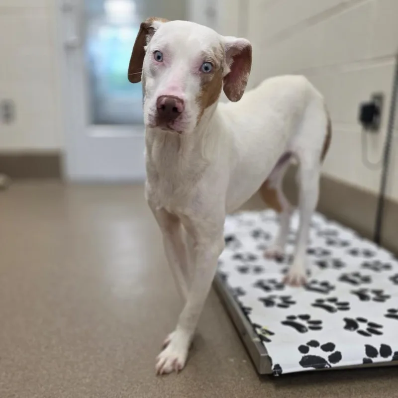A young medium-sized male White / Cream Catahoula Leopard Dog dog named Hilton Head for adoption in Chatham, VA