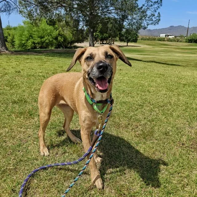 An adult medium-sized female Black Mouth Cur dog named June for adoption in Tucson, AZ
