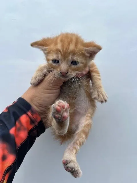 A baby small-sized male Domestic Short Hair cat named Prime for adoption in Miami, FL