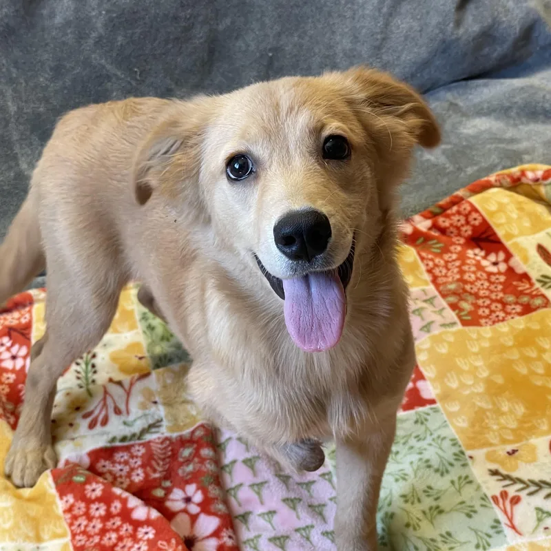 A young medium-sized female Yellow / Tan / Blond / Fawn Golden Retriever dog named Bubby for adoption in Lacon, IL