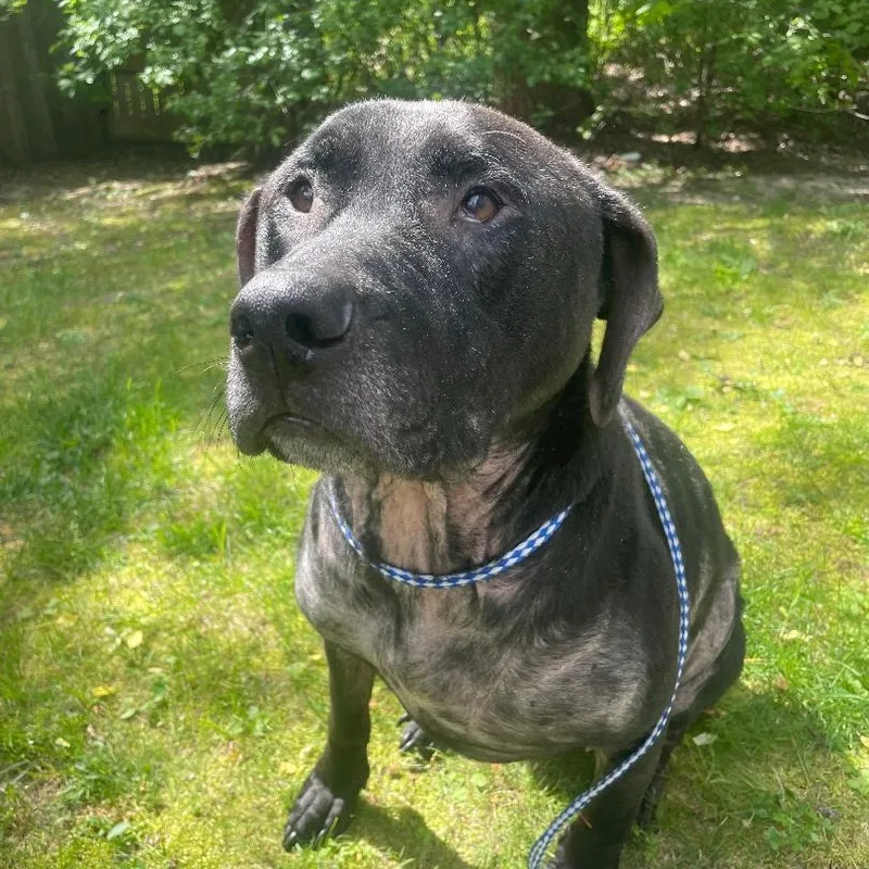 An adult large-sized female Black Labrador Retriever dog named Harley Courtesy Listed for adoption in Midland, MI