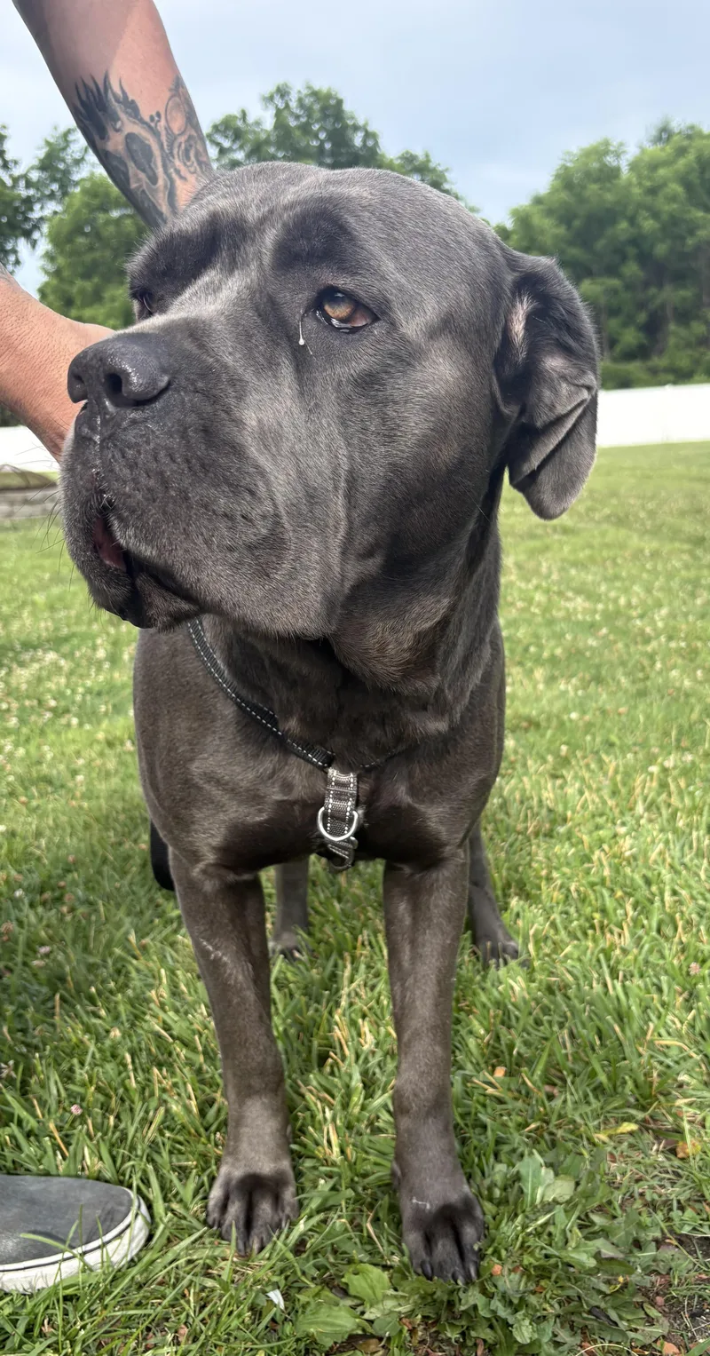 An adult large-sized male Affenpinscher dog named Blue for adoption in Boiling Springs, PA