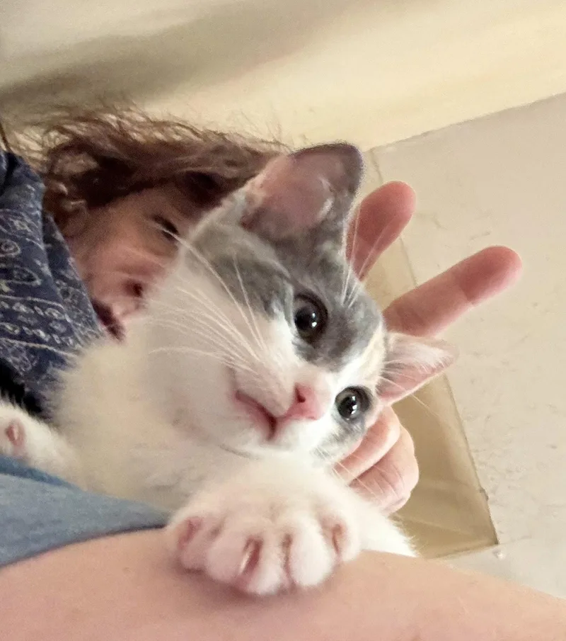 A baby medium-sized female Domestic Short Hair cat named Willow for adoption in Broomall, PA
