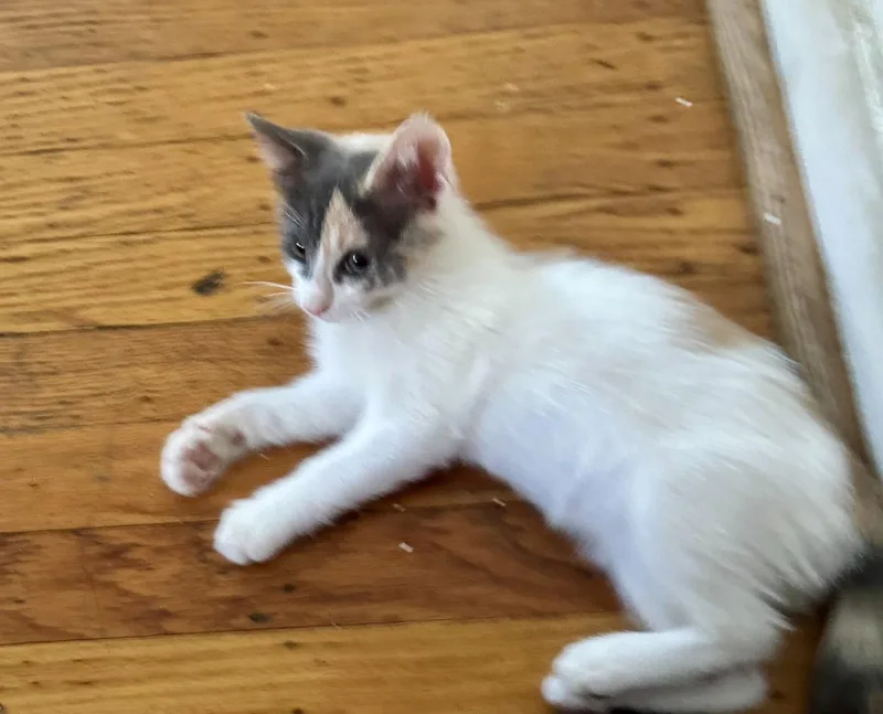 Willow thumbnail 2