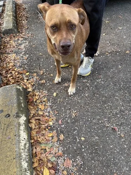 An adult extra large-sized male Labrador Retriever dog named Gerald for adoption in Mobile, AL