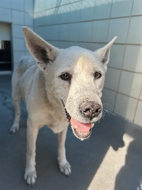 An adult medium-sized female Labrador Retriever dog named Martha for adoption in Corpus Christi, TX