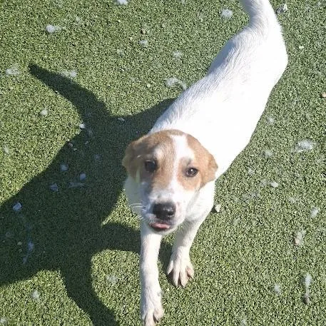 A baby small-sized male Yellow / Tan / Blond / Fawn Shepherd dog named Zack for adoption in Hannibal, MO