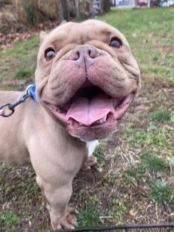 Tofurkey thumbnail 5