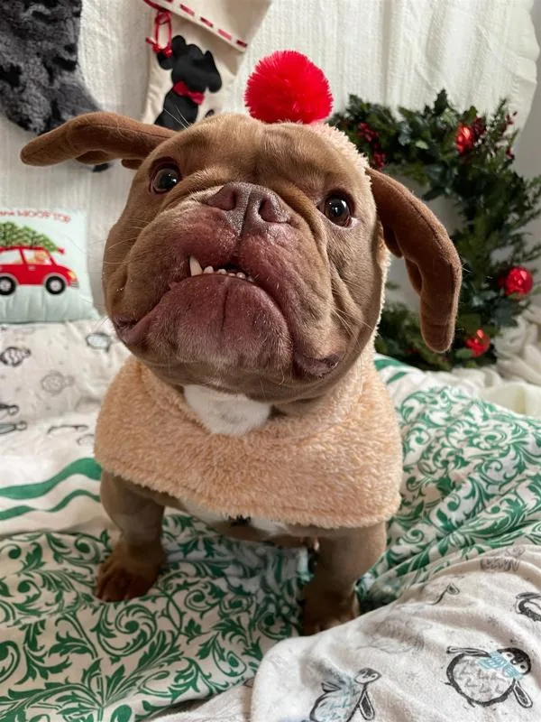 Tofurkey thumbnail 6