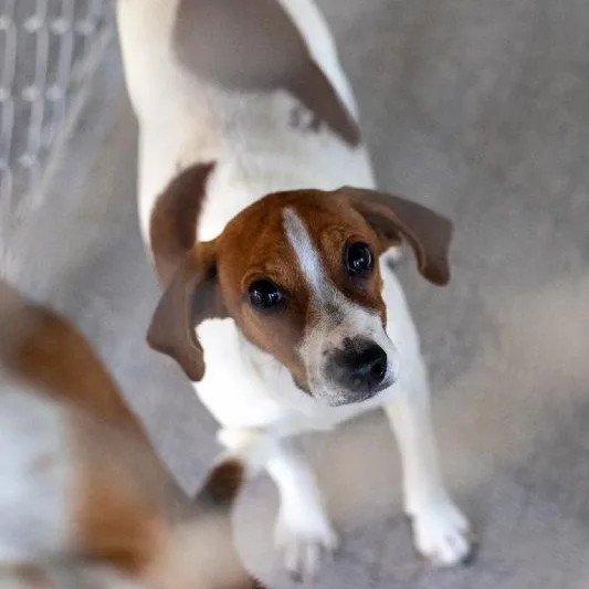 A young small-sized female Terrier dog named Tinkerbell for adoption in Seymour, IN