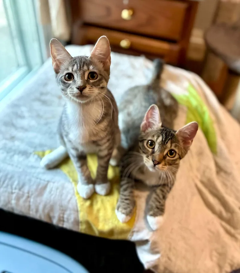 A baby medium-sized female Tabby (Gray / Blue / Silver) Tabby cat named Beaver & Mouse for adoption in Gulfport, MS