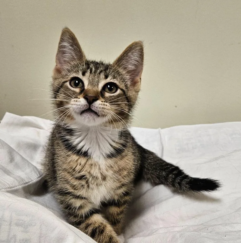 A baby small-sized male Domestic Short Hair cat named Legolas for adoption in Fremont, OH