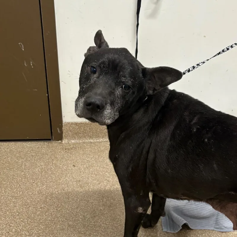 A senior medium-sized female Black Labrador Retriever dog named Gunner for adoption in League City, TX