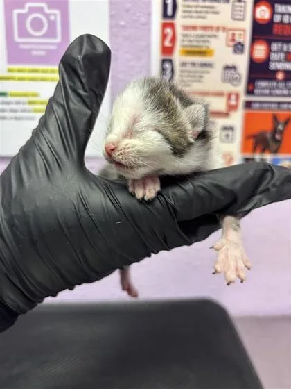 A baby small-sized female White Domestic Short Hair cat named 61275267 for adoption in El Paso, TX