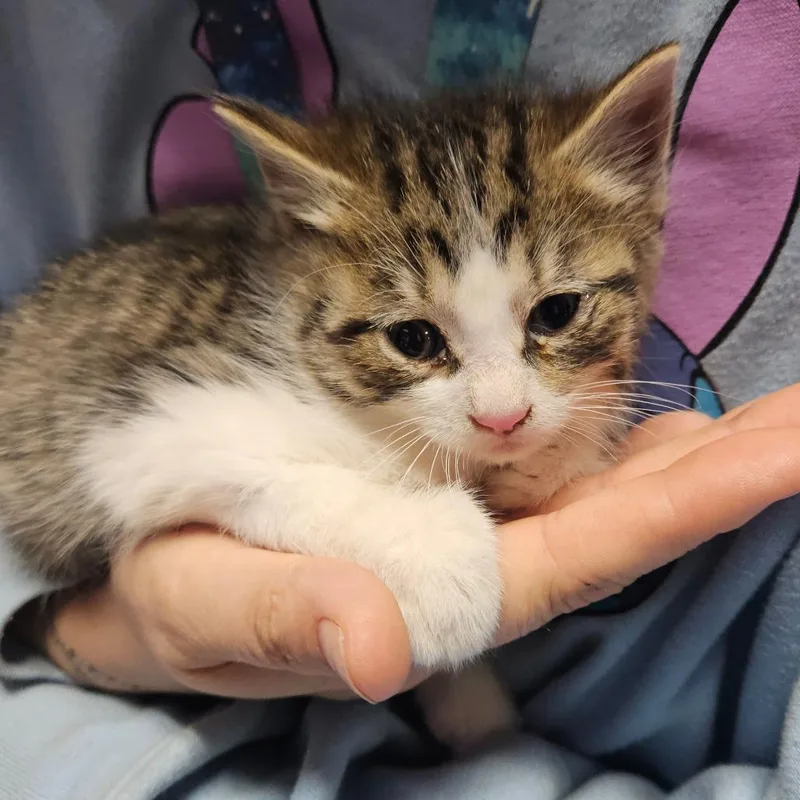 A baby small-sized male Domestic Short Hair cat named Boots for adoption in Ringtown, PA