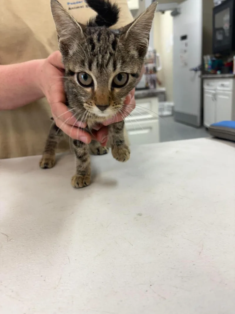 A young medium-sized female Tabby (Brown / Chocolate) Domestic Short Hair cat named Buzz for adoption in Burgaw, NC