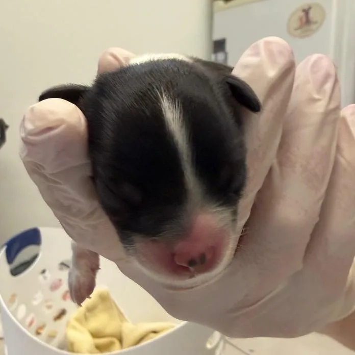 A baby small-sized female Black Shih Tzu dog named Sofrito for adoption in Newark, NJ