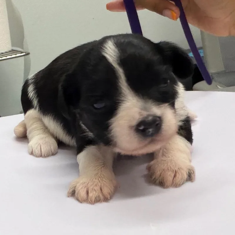 Sofrito thumbnail 4