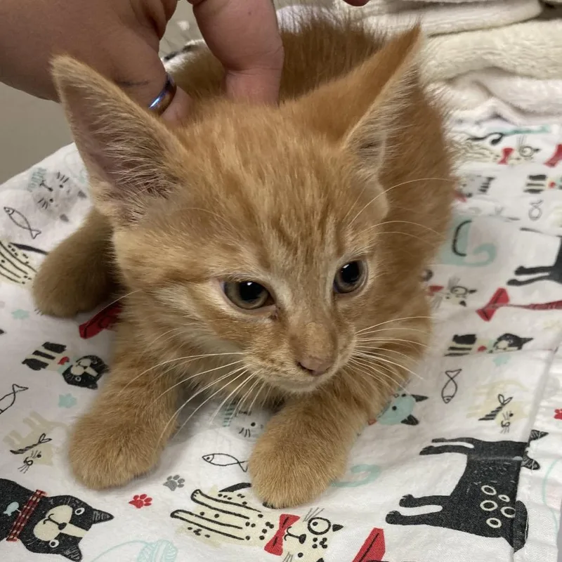 A baby small-sized male Domestic Short Hair cat named Lurch for adoption in Blue Ridge, GA