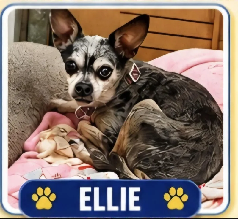 An adult small-sized female Merle (Blue) Chihuahua dog named Ellie for adoption in Lancaster, CA