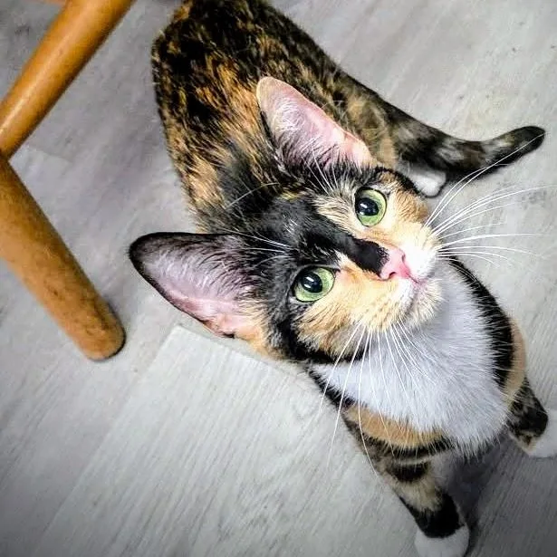 A baby medium-sized female Calico Domestic Short Hair cat named Gloriana for adoption in Greensburg, PA