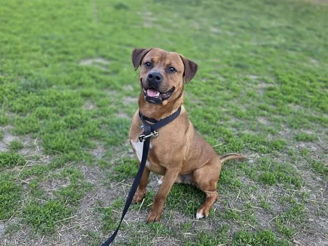 Zane