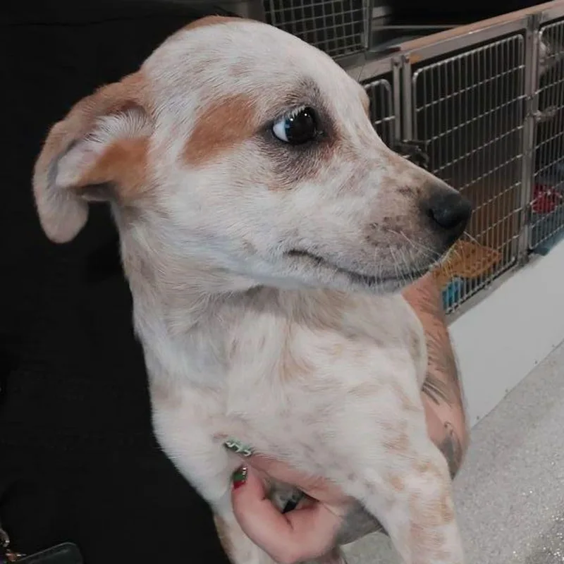 A young medium-sized female Cattle Dog dog named Sadie for adoption in Lake Havasu City, AZ