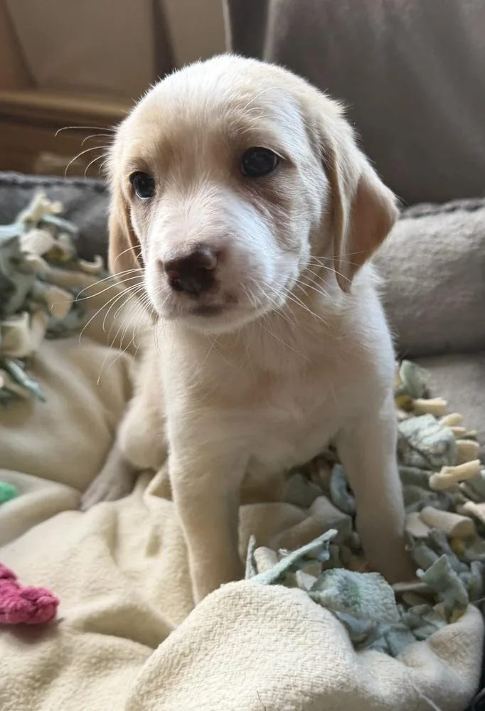 A baby small-sized male Hound dog named Dust Devil for adoption in Waunakee, WI
