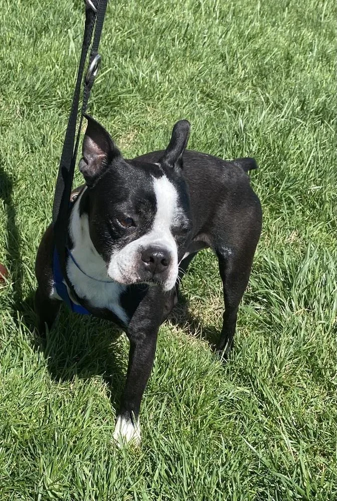An adult small-sized female Tricolor (Brown, Black, & White) Boston Terrier dog named Ross Thomas Ky for adoption in Maryville, TN