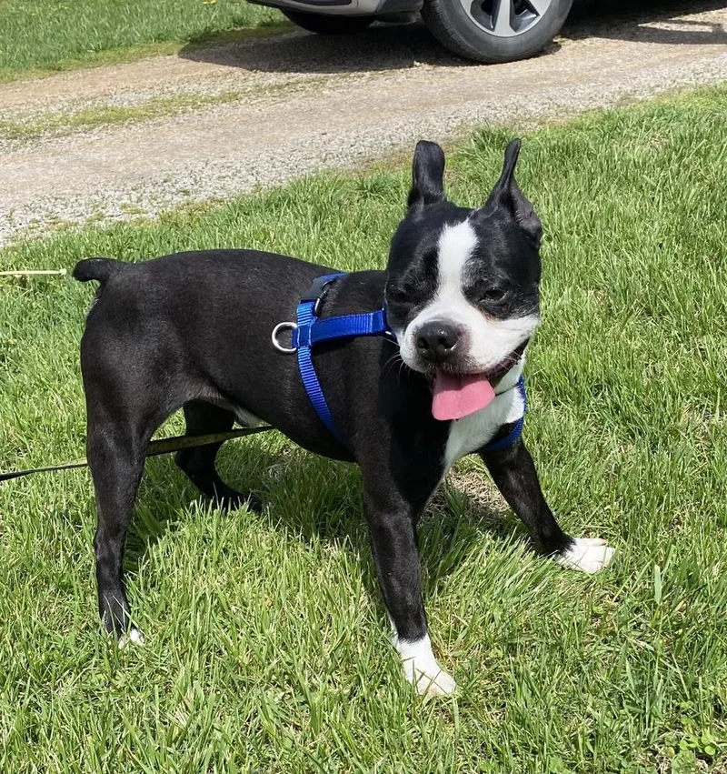 Ross Thomas Ky thumbnail 2