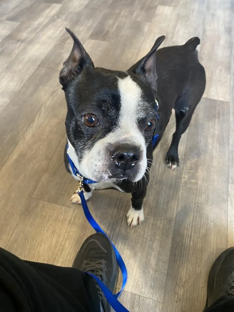 Ross Thomas Ky thumbnail 3