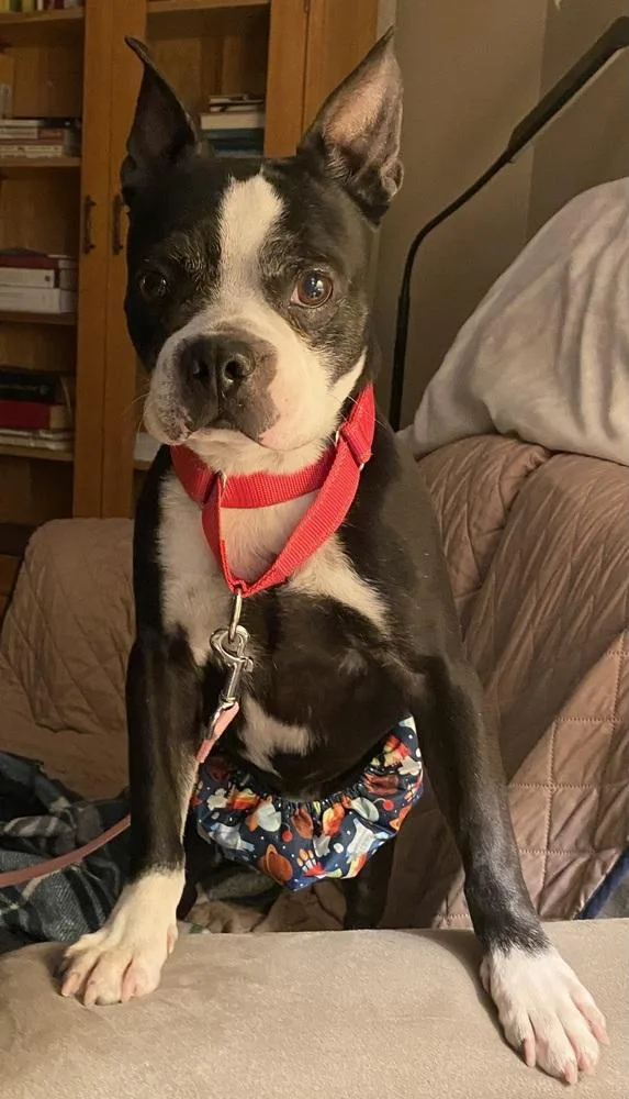 Ross Thomas Ky thumbnail 4