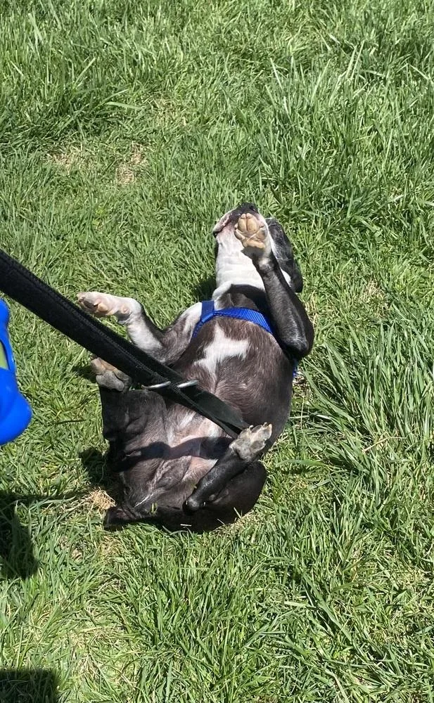 Ross Thomas Ky thumbnail 5