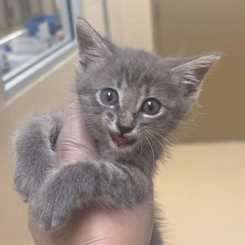 A baby small-sized male Gray / Blue / Silver Domestic Short Hair cat named Sheera for adoption in Winston-Salem, NC