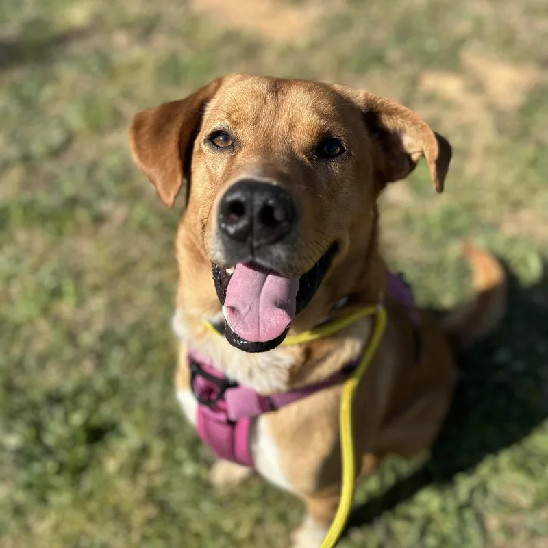 An adult large-sized male Yellow / Tan / Blond / Fawn Labrador Retriever dog named Dior for adoption in Columbia, SC