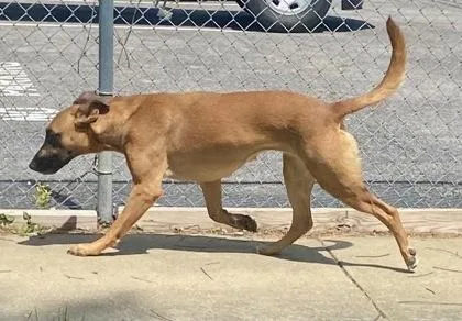 An adult large-sized female Brown / Chocolate Belgian Shepherd / Malinois dog named Jan for adoption in Glasgow, KY