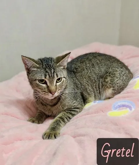 A young medium-sized female Gray & White Domestic Short Hair cat named Gretel for adoption in Englewood, FL