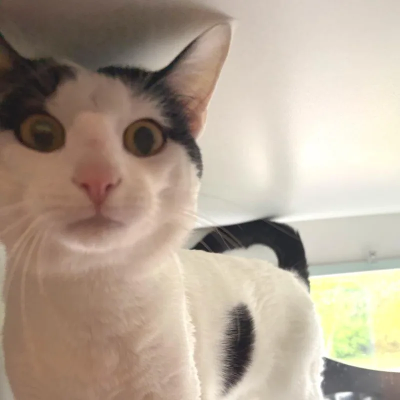 An adult medium-sized male White Domestic Short Hair cat named Cupid for adoption in Saint Charles, MO