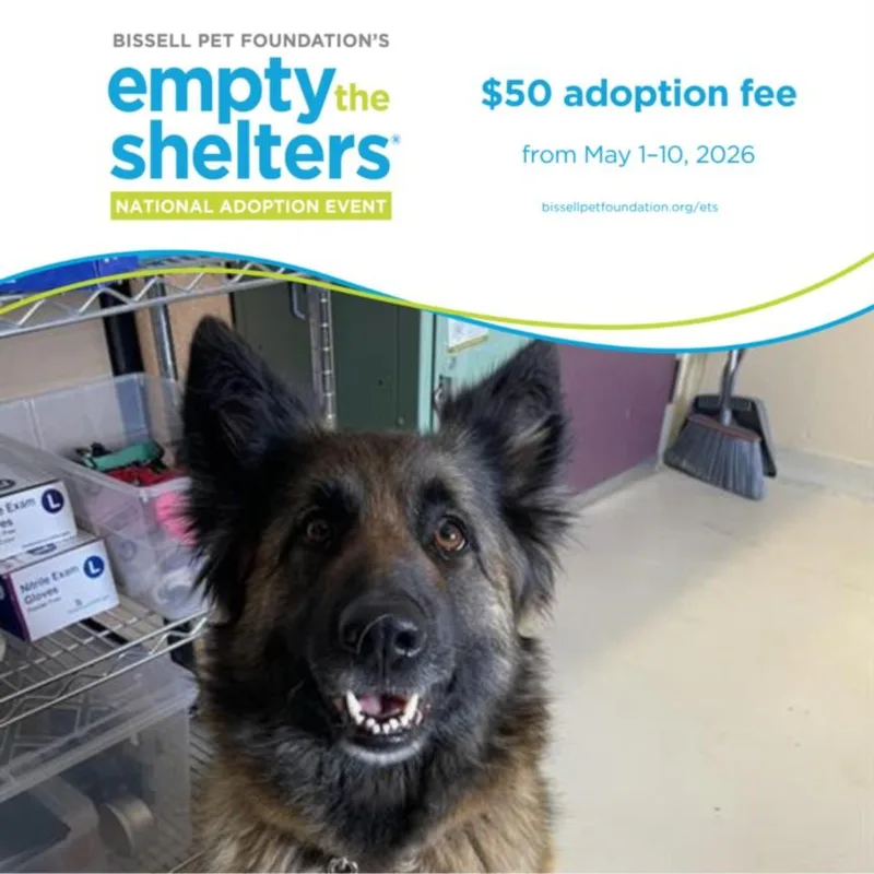 An adult large-sized female Belgian Shepherd / Tervuren dog named Lola for adoption in Santa Cruz, CA