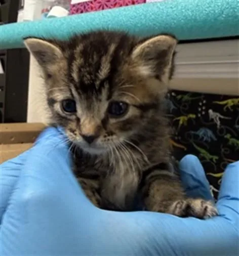 A baby small-sized male Domestic Short Hair cat named Marvin for adoption in Riverside, CA