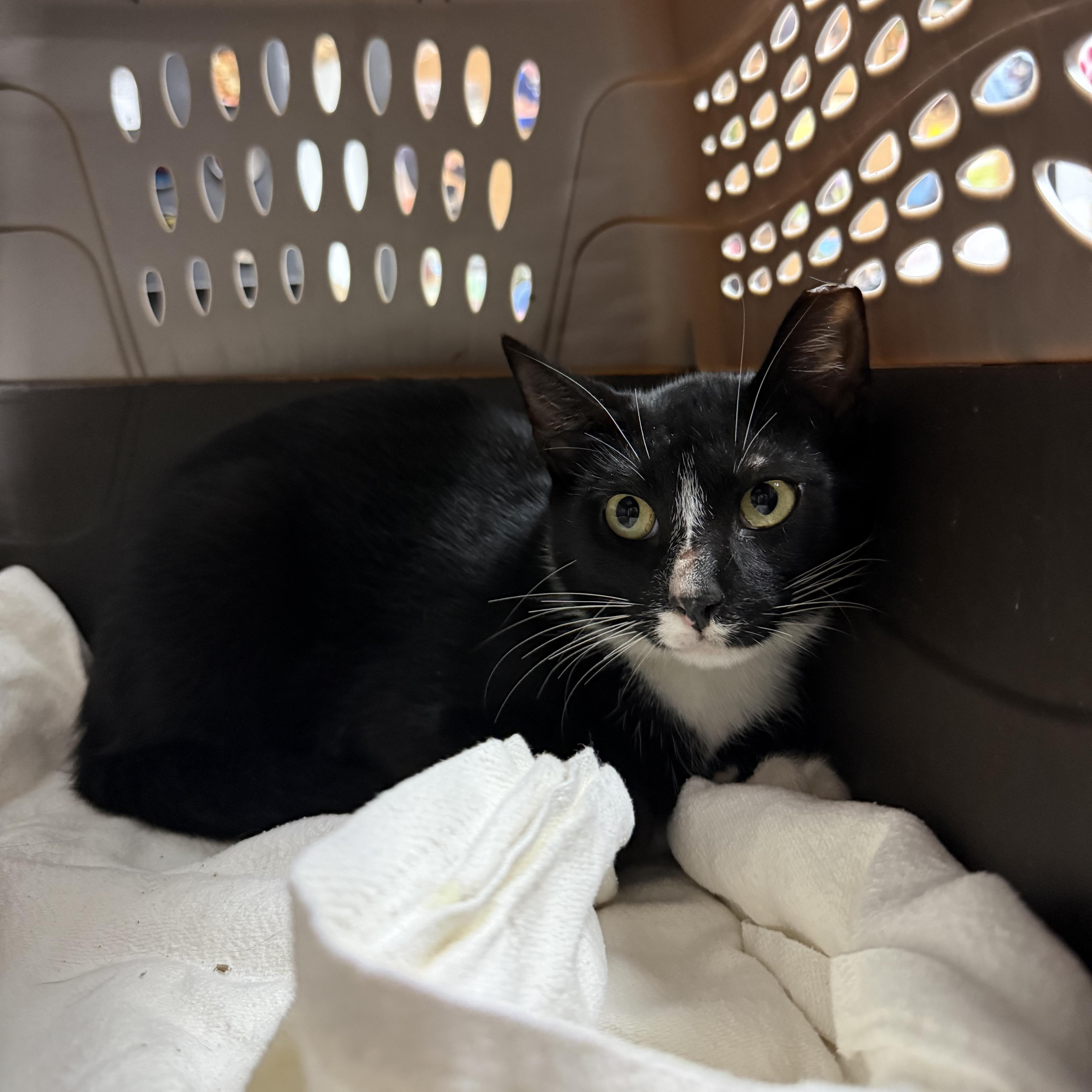 An adult medium-sized male Tuxedo cat named Buster Blueth for adoption in Columbia, SC