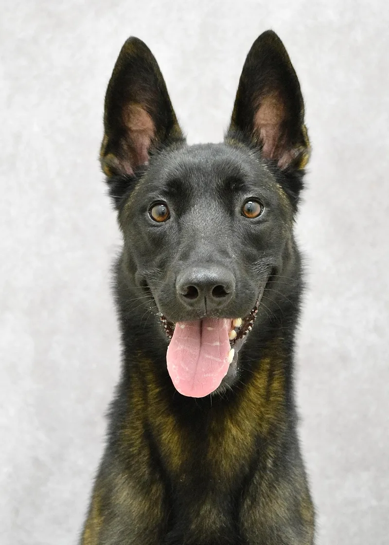 A young medium-sized female Bicolor Belgian Shepherd / Malinois dog named Kahlua for adoption in Dublin, CA